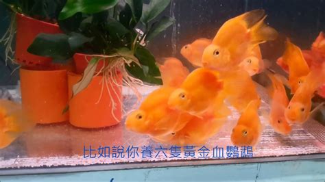 血鸚鵡混養金魚|【血鸚鵡 混養】血鸚鵡 混養完全指南：禁忌知識與最佳夥伴大公。